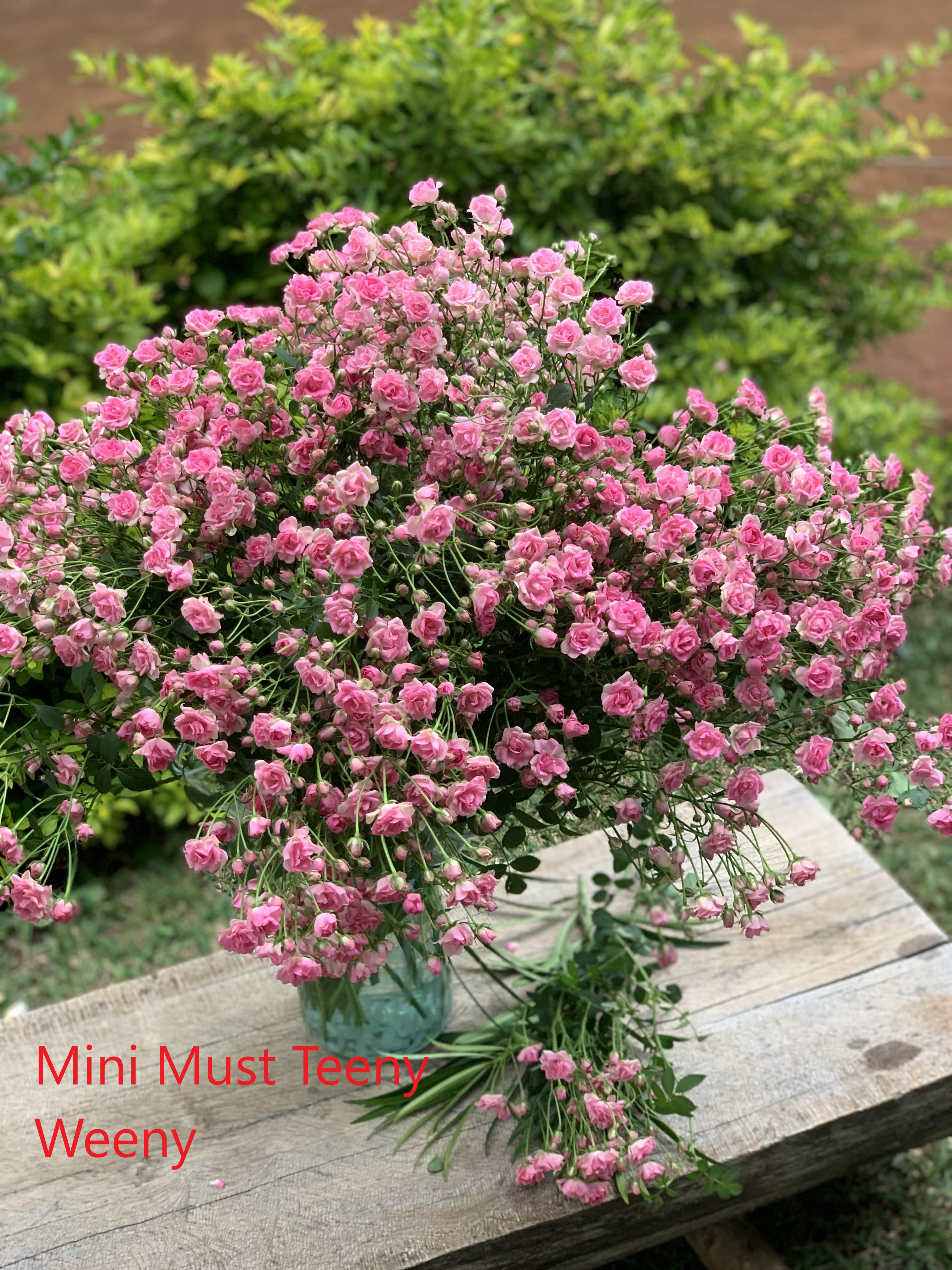 ROSE BR. MINI MUST TEENY WEENY 70